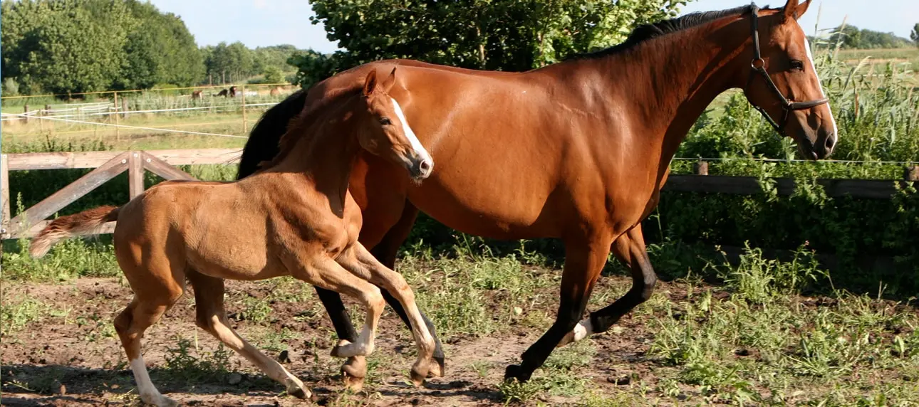 Riding Club | Due Ponti Village